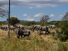 Ruaha Nationalpark