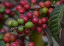 Kaffee-Tour in Tansania