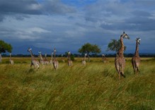 3/4 Tage Safari im Mikumi und Udzungwa Nationalpark in Tansania