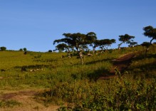 10 Tage – Über die Serengeti zum Viktoria See – Tansania