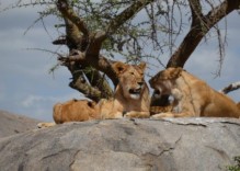 09. und 10. Juni – Serengeti und Kraterhochland
