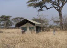 Halisi Tented Camp – Serengeti / Ngorongoro Tansania